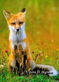 ML_Fox_Red_Sitting_200.jpg ML_Fox_Red_Sitting_200.jpg