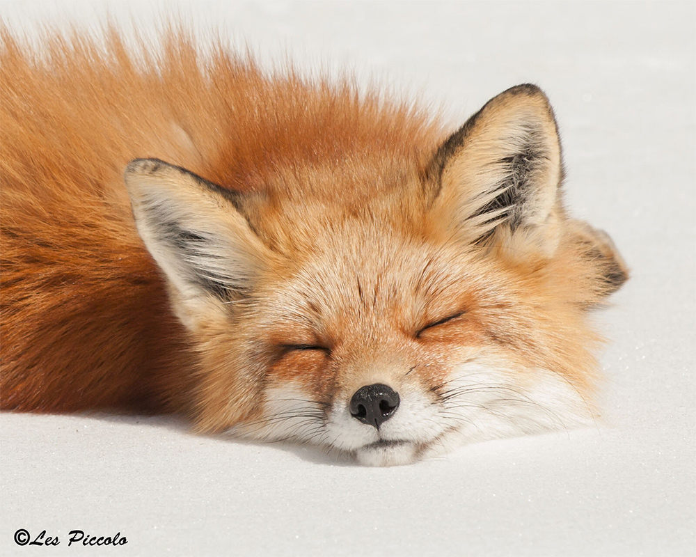 Sleeping Fox Sleeping Fox